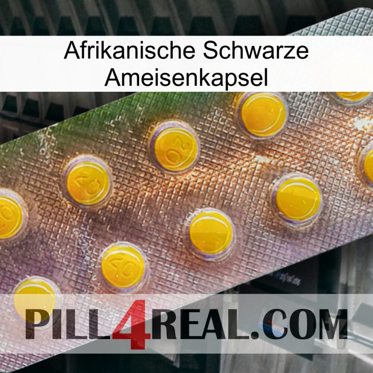 Africa Black Ant Capsule new11